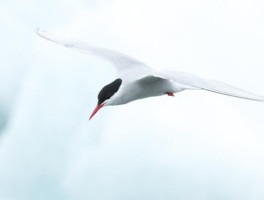 gaviota del Artico