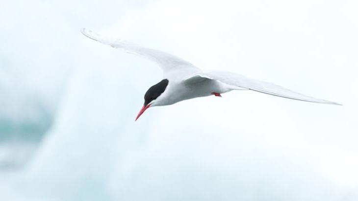 gaviota del Artico